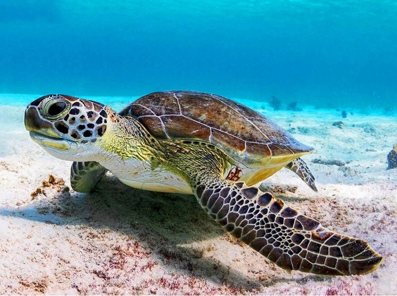 Tortuga en Arena de Fondo Marino Pintar por Números