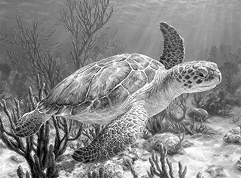 Tortuga Marina en Blanco y Negro Pintar por Números