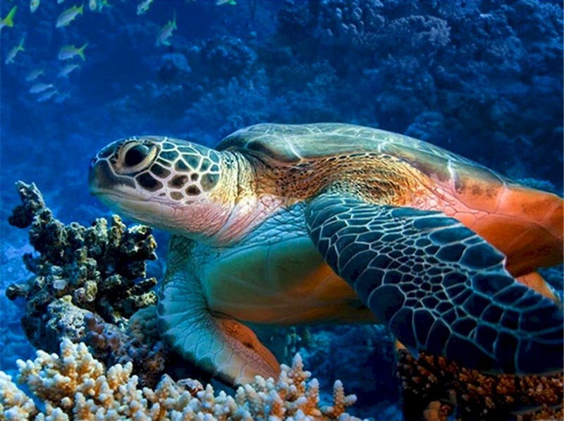 Tortuga Marina en Fondo del Mar Pintar por Números