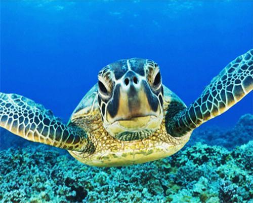Tortuga Marina sobre los Corales Verdes Pintar por Números
