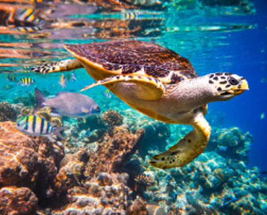 Tortuga Marina y Peces y Corales Pintar por Números