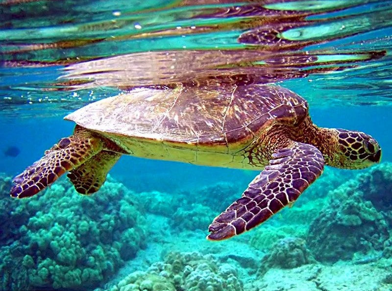 Tortuga Sola en el Fondo Marino Pintar por Números