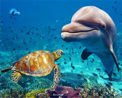 Tortuga y Delfín en el Fondo Marino Pintar por Números