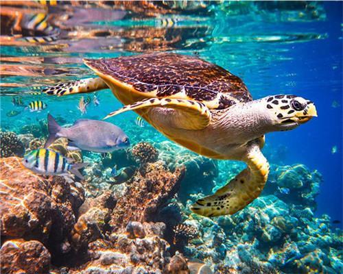 Tortuga y Peces sobre Arrecife de Coral Pintar por Números