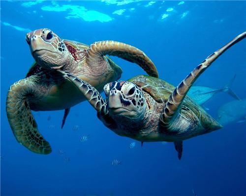 Tortugas Marinas en Mar Azul Claro Pintar por Números
