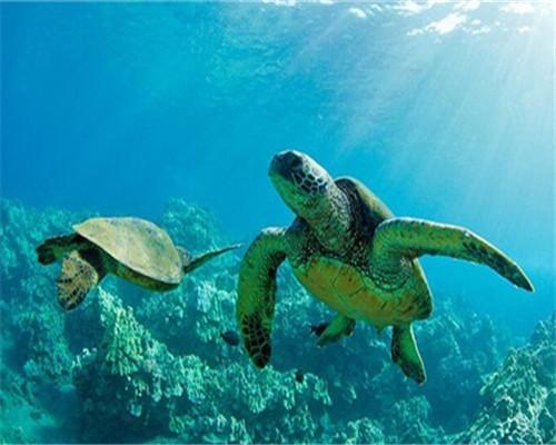 Tortugas Marinas y Corales Verdes en Mar Azul Pintar por Números