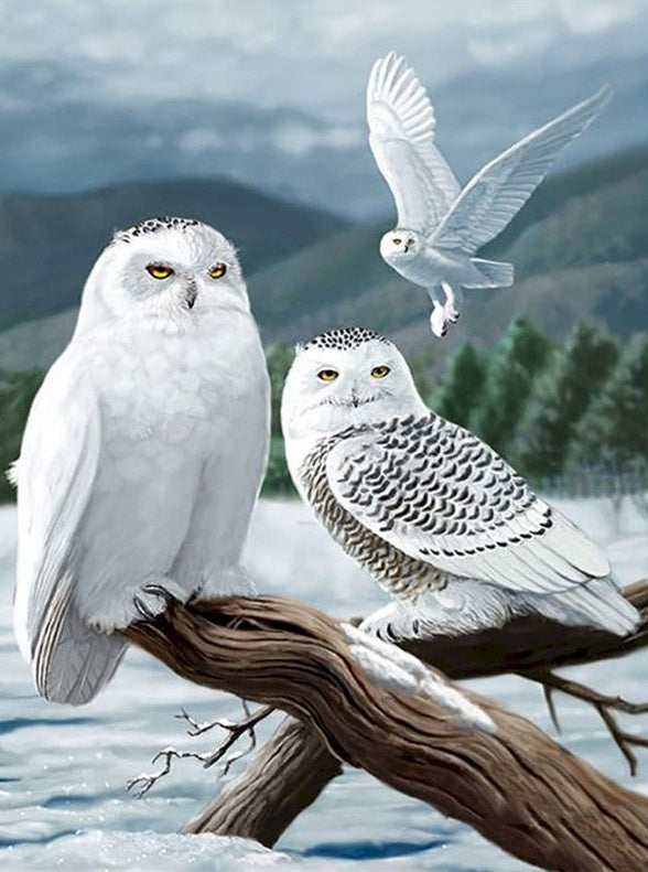 Tres Búhos Nivales en Invierno Pintar por Números