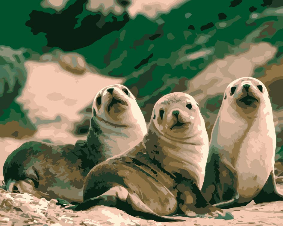 Tres Focas Adorables Pequeñas Pintar por Números