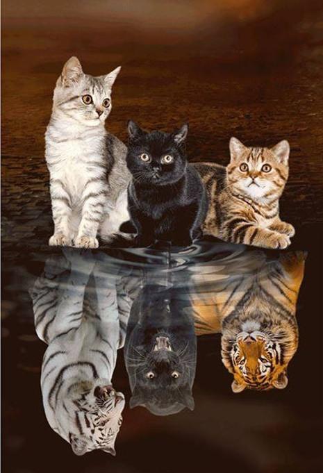 Tres Gatos y Sus Reflejos como Tigres en el Agua Pintar por Números