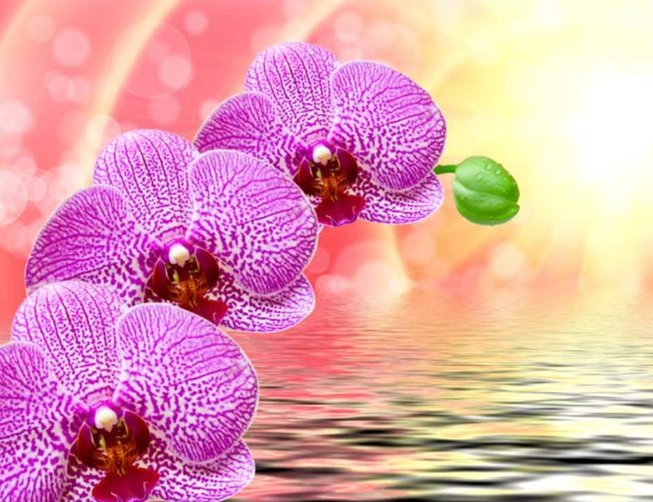 Tres Orquídeas Moradas y un Capullo Verde Pintar por Números