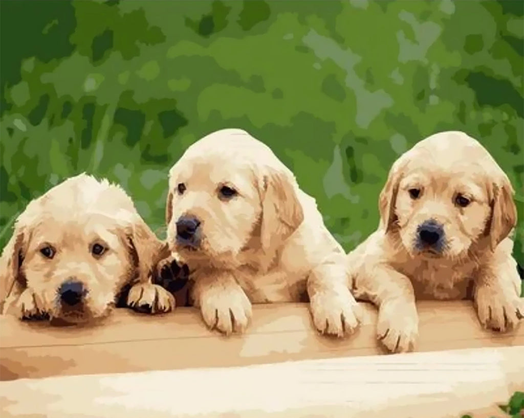 Tres Perritos Adorables Pintar por Números