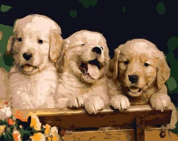 Tres Perritos Adorables Pintar por Números