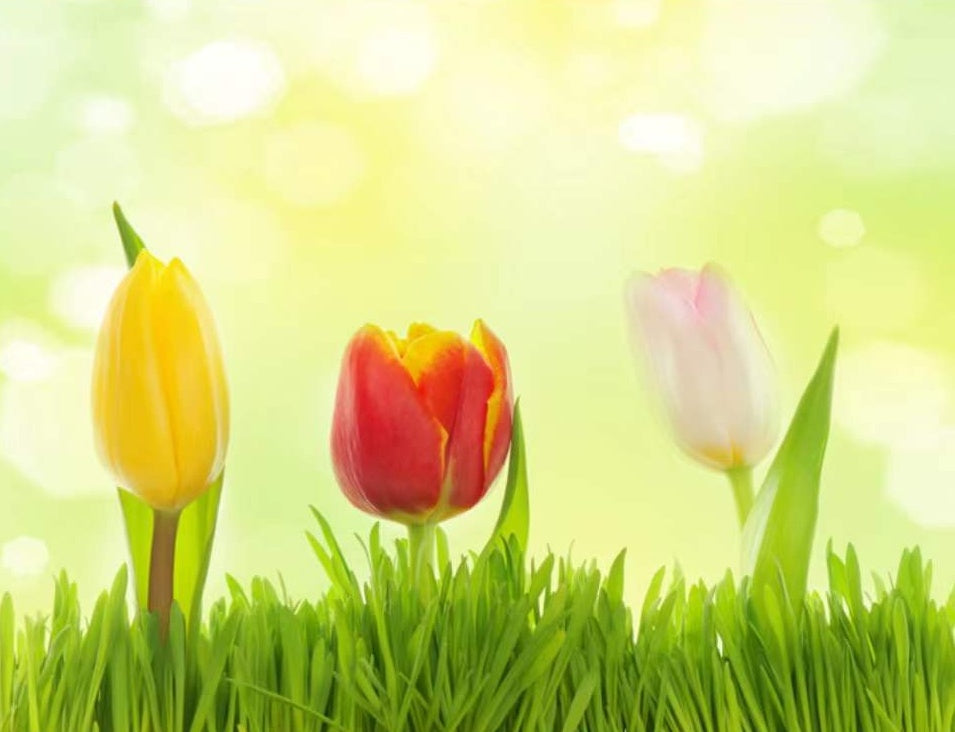 Tres Tulipanes Pequeños en el Césped Pintar por Números