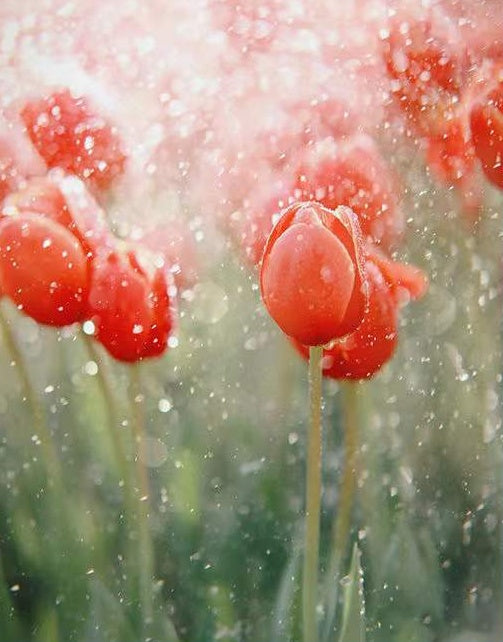 Tulipán de Color Rojo de Cerca en la Lluvia Pintar por Números