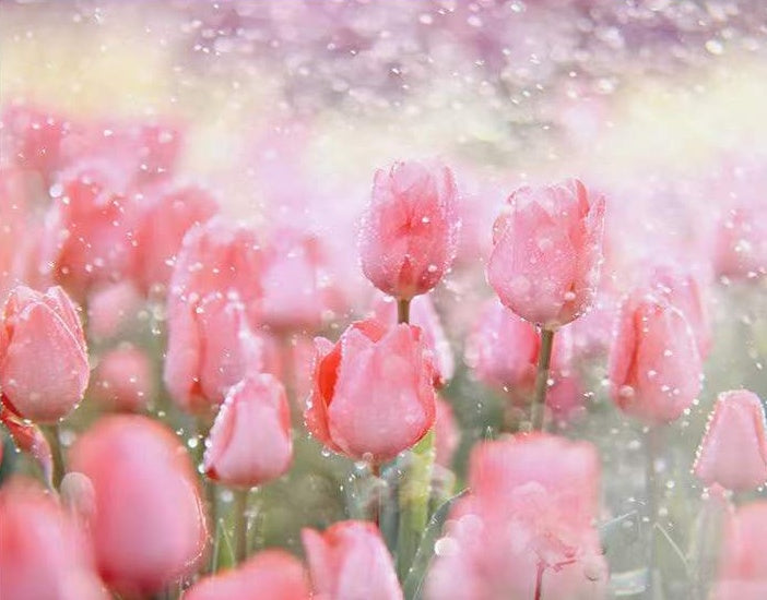 Tulipán de Color Rosado Claro en la Lluvia Pintar por Números