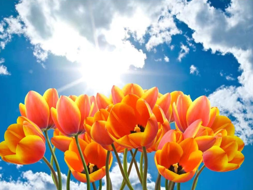 Tulipanes Anaranjados y Nubes Blancas Pintar por Números