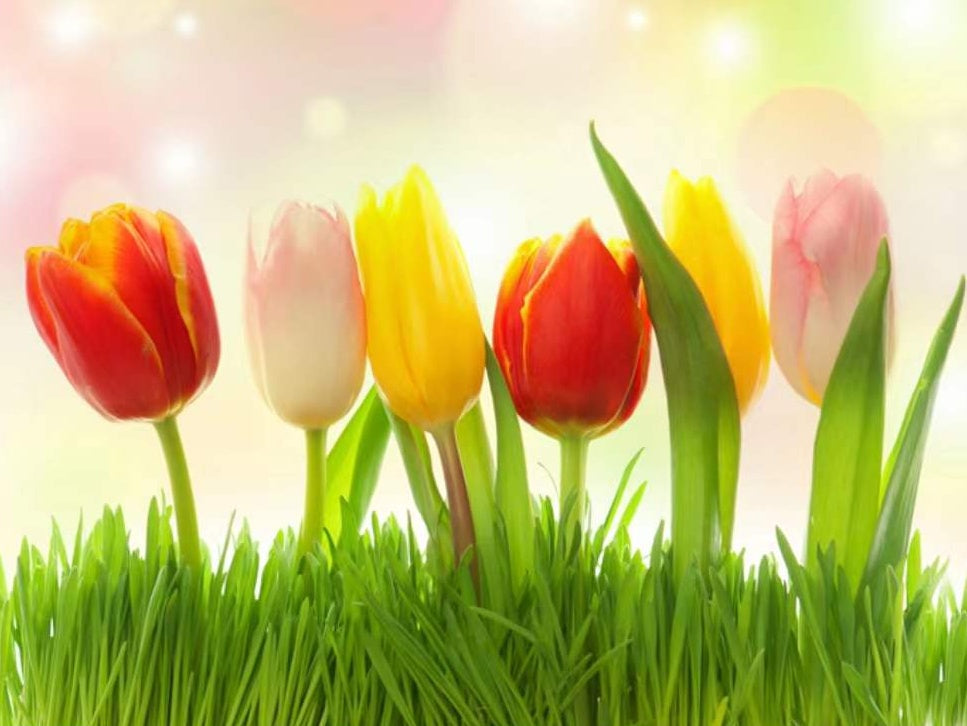 Tulipanes Coloridos y Césped Verde Pintar por Números