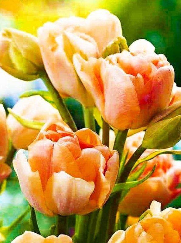 Tulipanes de Color Anaranjado con Hojas Verdes Pintar por Números