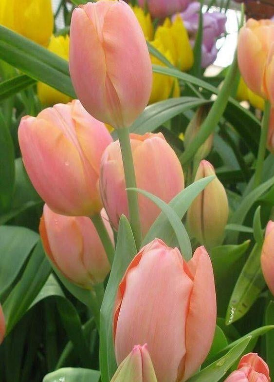 Tulipanes de Color Rosado Claro de Cerca Pintar por Números