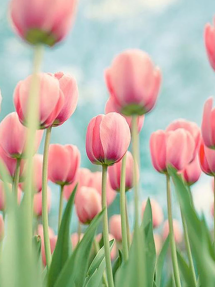 Tulipanes de Color Rosado con Cielo Azul Pintar por Números