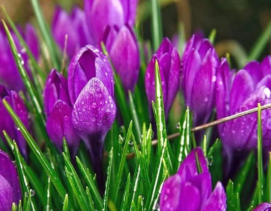 Tulipanes Morados en la Lluvia de Cerca Pintar por Números