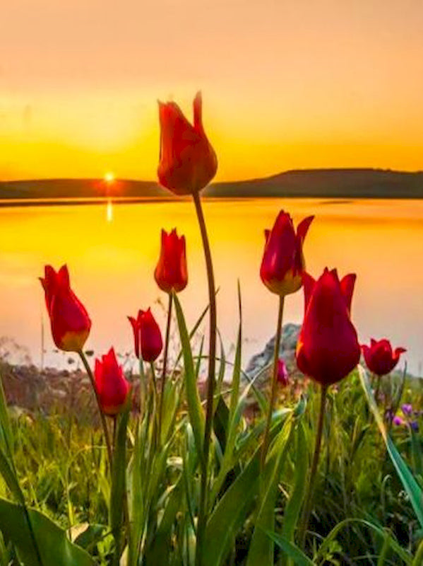 Tulipanes Rojos al Lado de Agua al Atardecer Pintar por Números