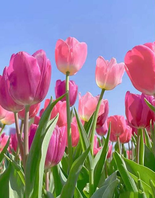 Tulipanes Rosados Mirando al Cielo Azul Pintar por Números