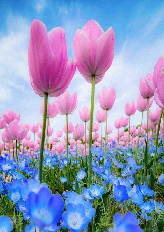 Tulipanes Rosados y Flor Verónica Pérsica Pintar por Números