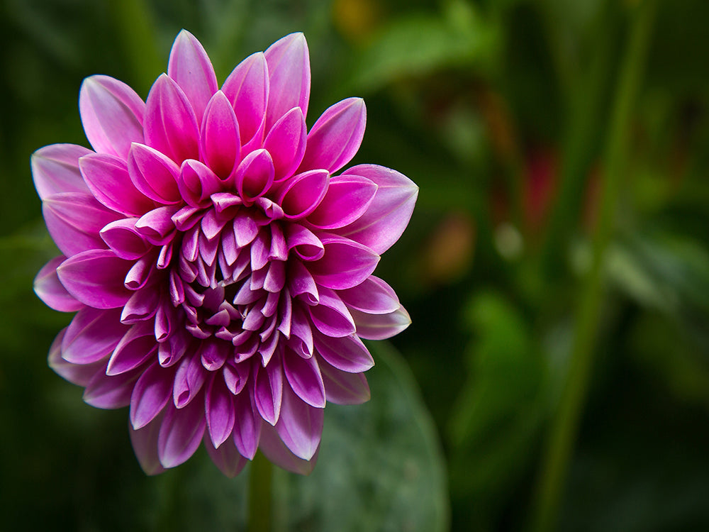 Un Crisantemo Hermoso Morado con Fondo Verde Pintar por Números