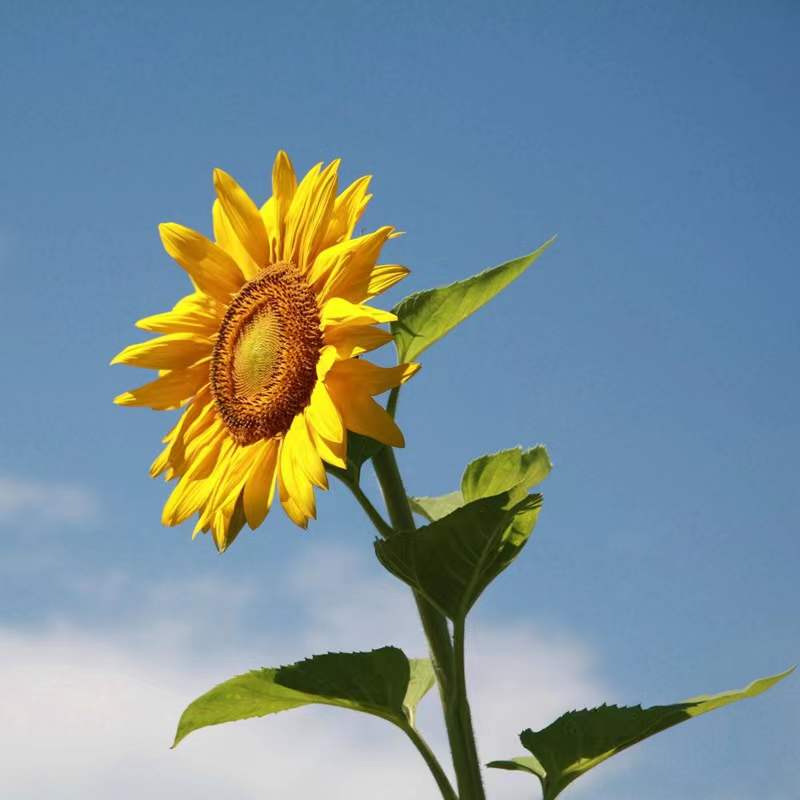 Un Girasol en el Fondo de Cielo Azul Pintar por Números
