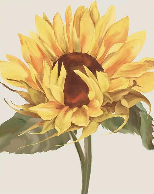Un Girasol Hermoso en el Fondo Blanco Pintar por Números