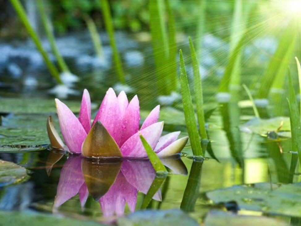 Un Nenúfar Rosado al Sol Flotando sobre Agua Pintar por Números