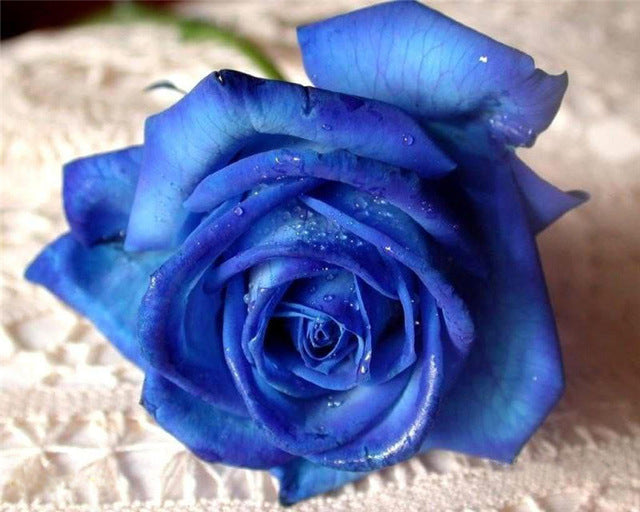 Una Rosa Azul sobre Tela Blanca Pintar por Números