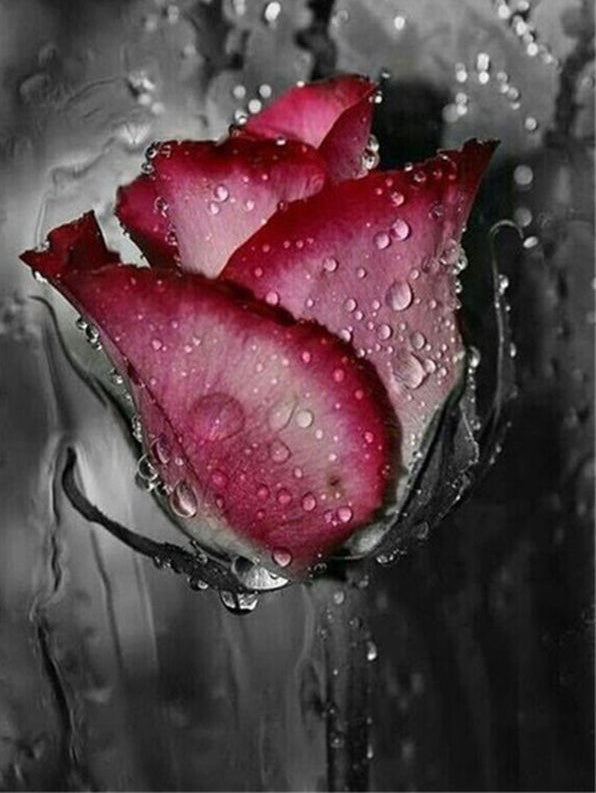Una Rosa de Pétalos Rojos con Gotas de Agua Pintar por Números