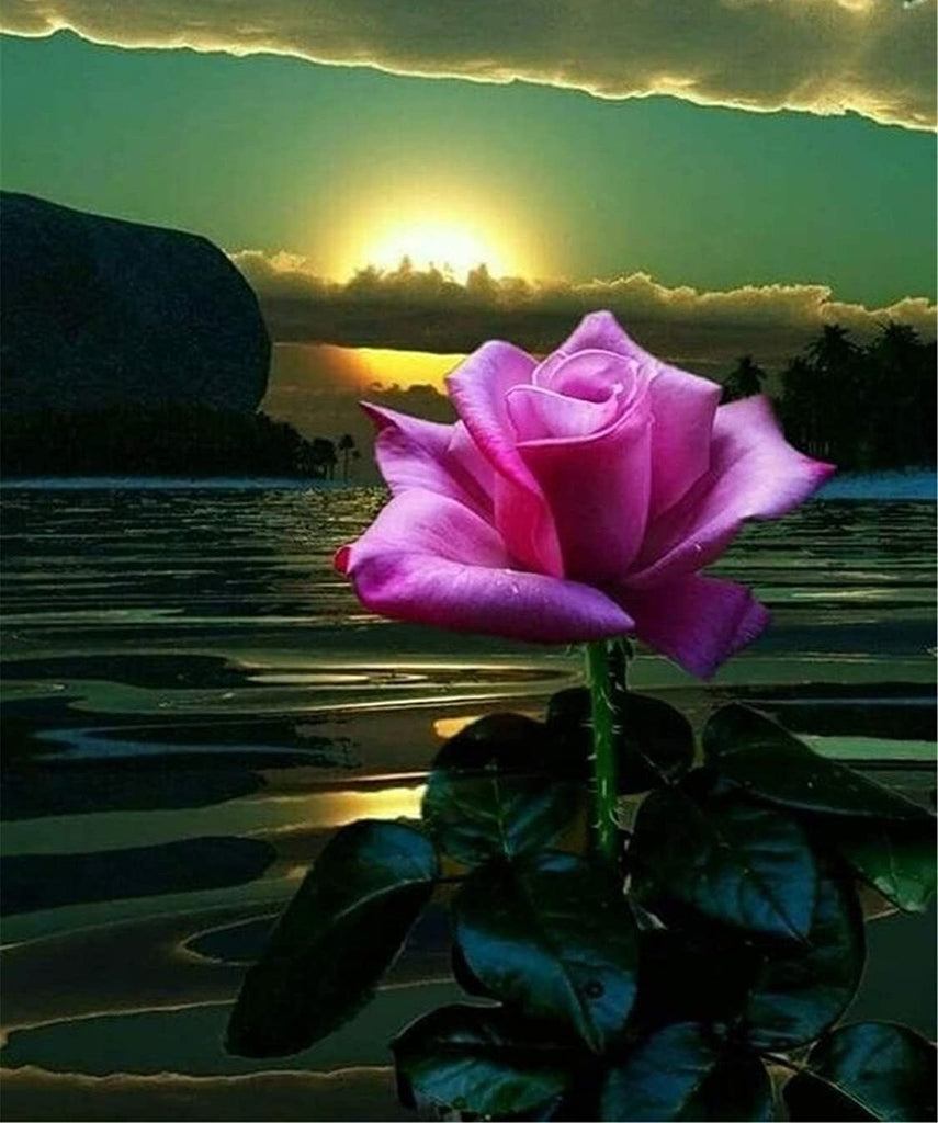 Una Rosa Morada y Puesta del Sol Pintar por Números