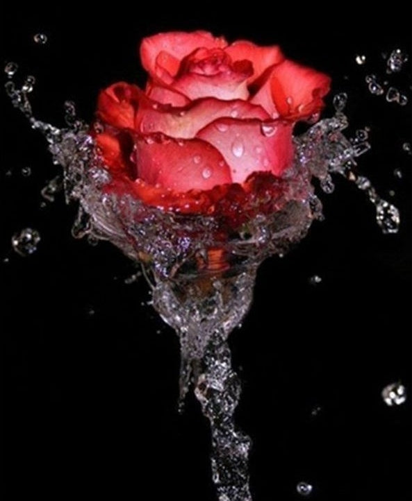 Una Rosa Roja en Agua Salpicada Pintar por Números