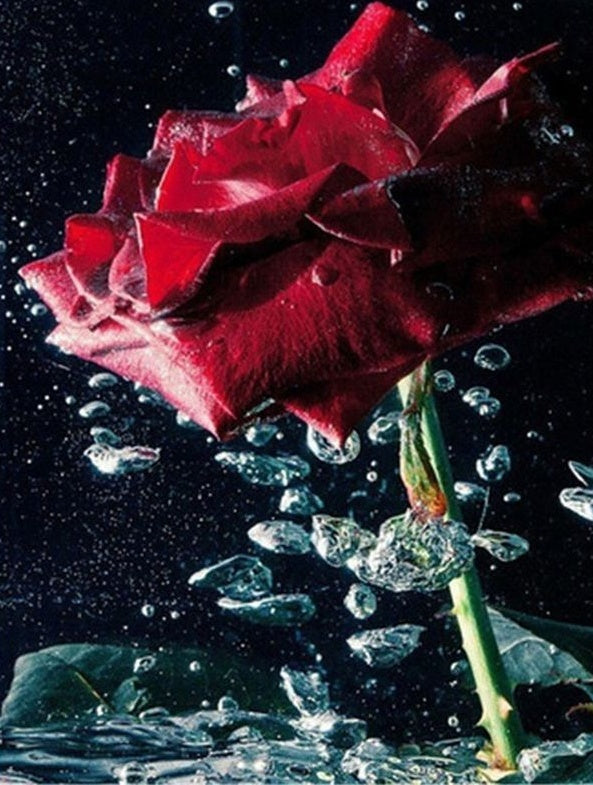 Una Rosa Roja en el Agua Pintar por Números