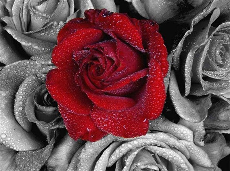 Una Rosa Roja en las Rosas Grises con Gotas de Agua Pintar por Números