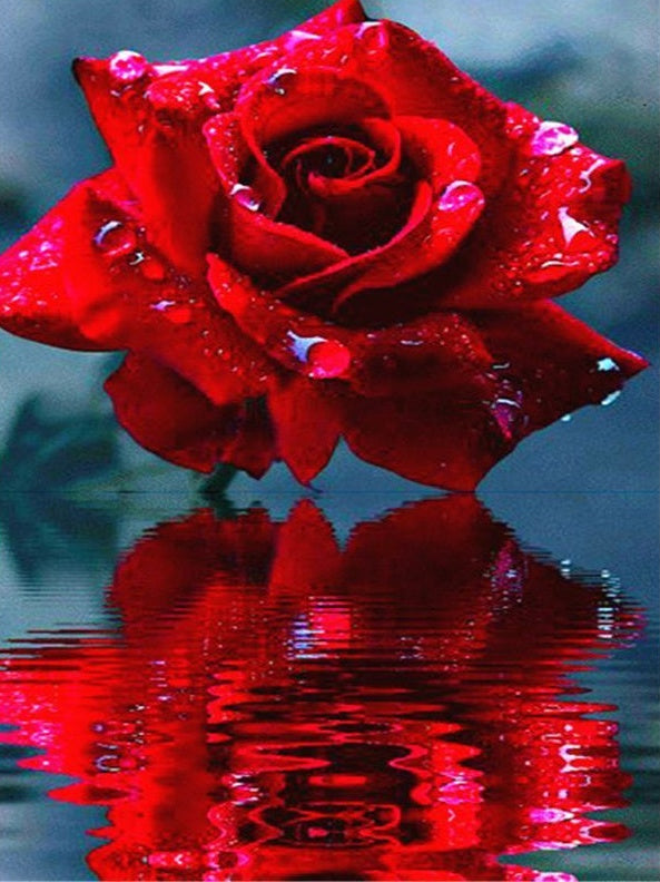 Una Rosa Roja y el Reflejo en el Agua Pintar por Números