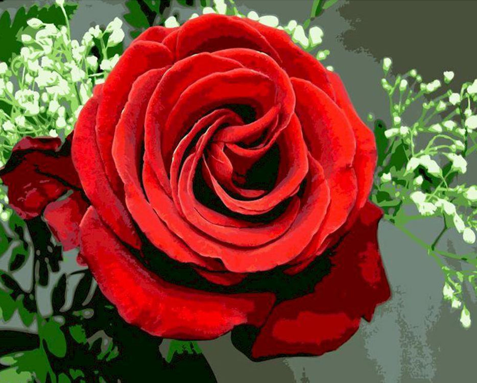 Una Rosa Roja y Flores Blancas Pequeñas en el Fondo Gris Pintar por Números