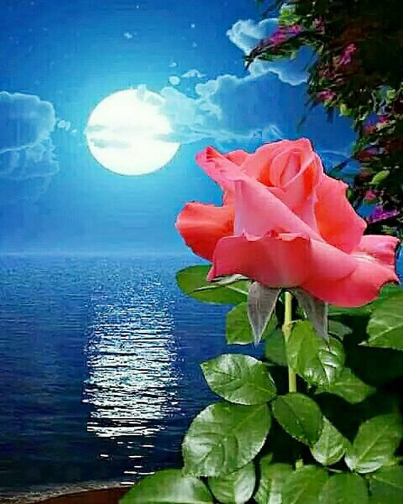 Una Rosa Rosada a la Luz de la Luna Pintar por Números