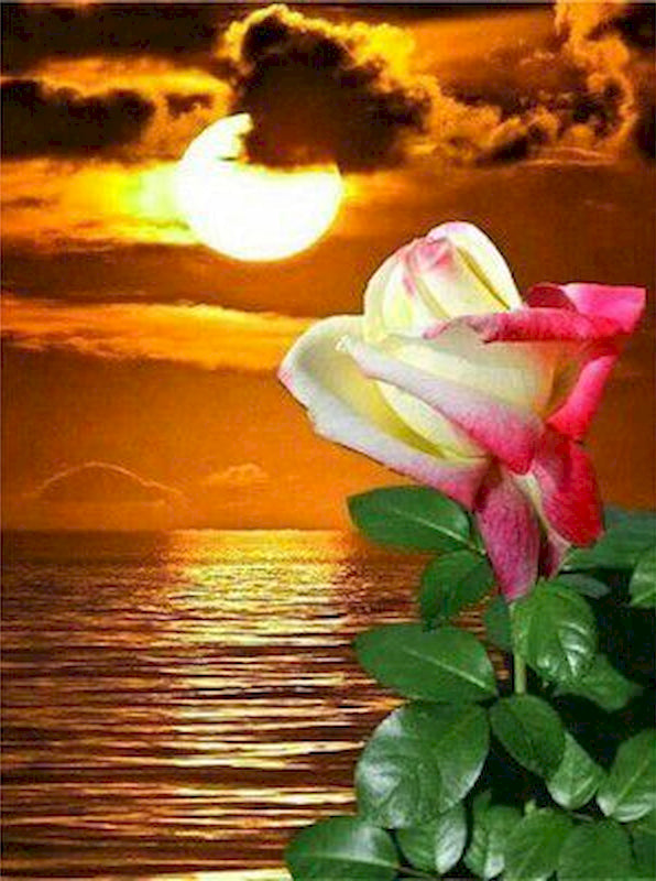 Una Rosa y el Mar al Atardecer Pintar por Números