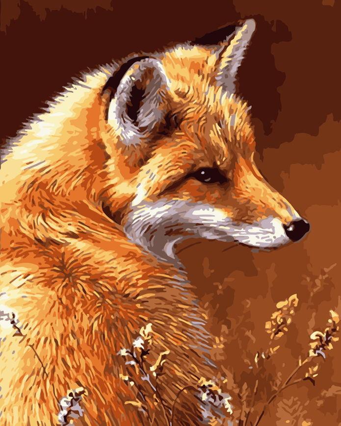 Zorro Rojo Mirando Detrás en Hierba Salvaje Pintar por Números